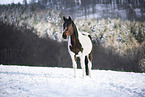 horse