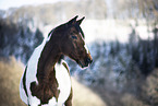 horse