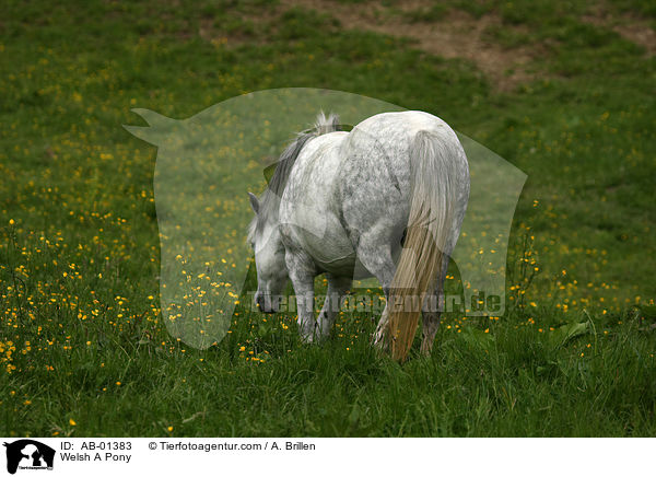 Welsh A Pony / AB-01383