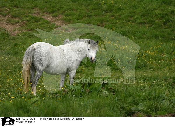 Welsh A Pony / AB-01384