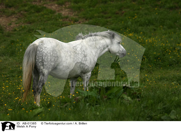 Welsh A Pony / Welsh A Pony / AB-01385