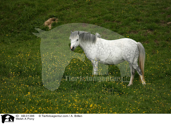 Welsh A Pony / Welsh A Pony / AB-01386