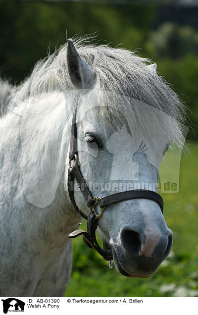 Welsh A Pony / AB-01390