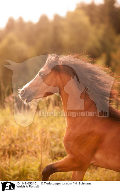 Welsh A Portrait / Welsh A Portrait / NS-05210