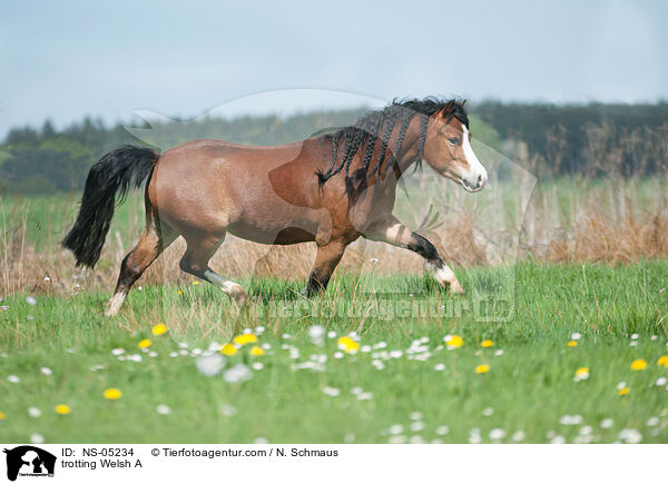 trotting Welsh A / NS-05234