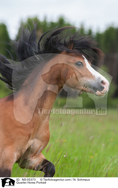 Quarter Horse Portrait / NS-05373