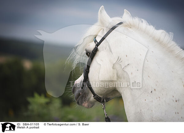 Welsh A portrait / SBA-01105