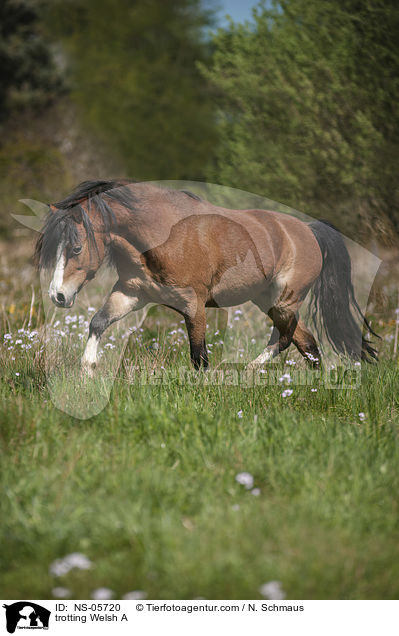 trabender Welsh A / trotting Welsh A / NS-05720