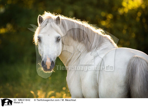 Welsh A / Welsh A / MM-01842