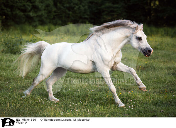 Welsh A / Welsh A / MM-01850