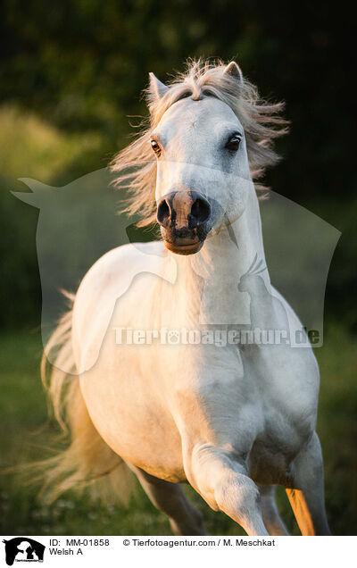 Welsh A / Welsh A / MM-01858