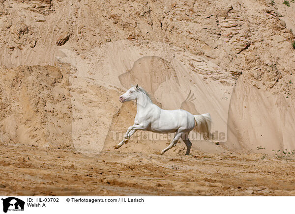 Welsh A / Welsh A / HL-03702