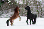 2 horses