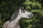 Welsh A portrait