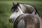 Welsh A portrait