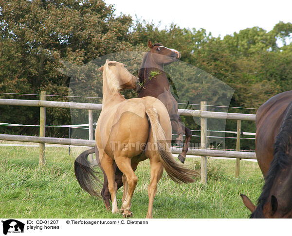spielende Pferde / playing horses / CD-01207