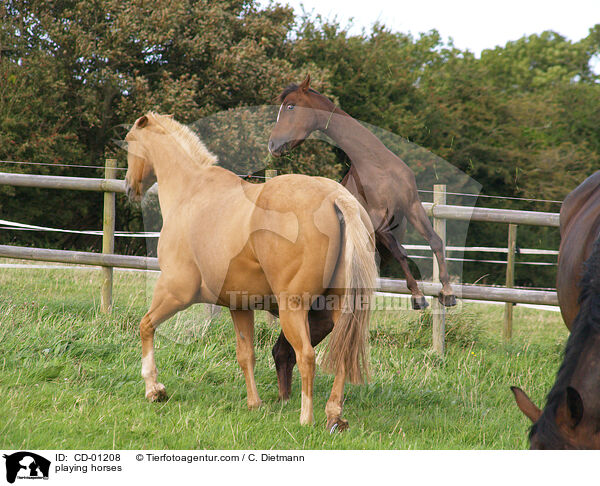 playing horses / CD-01208
