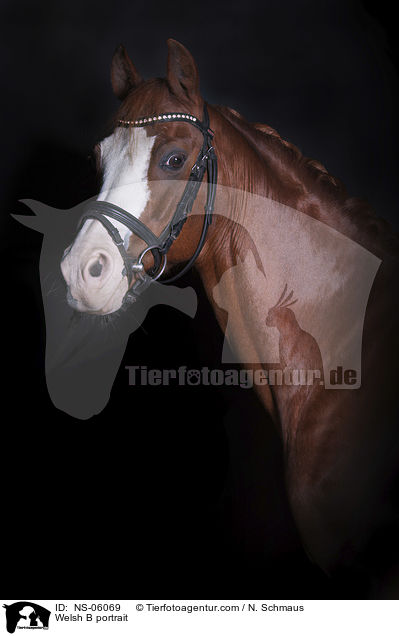 Welsh B Portrait / Welsh B portrait / NS-06069