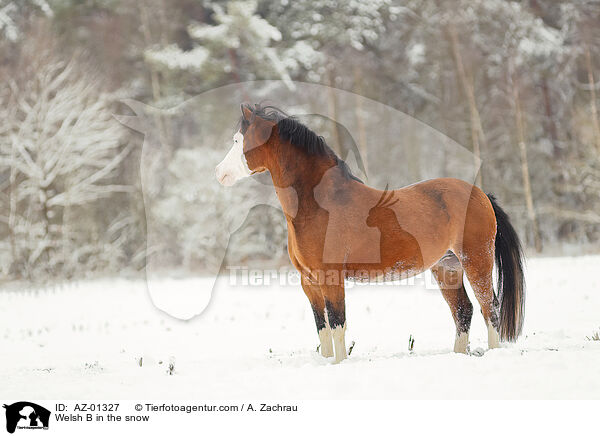 Welsh B im Schnee / Welsh B in the snow / AZ-01327