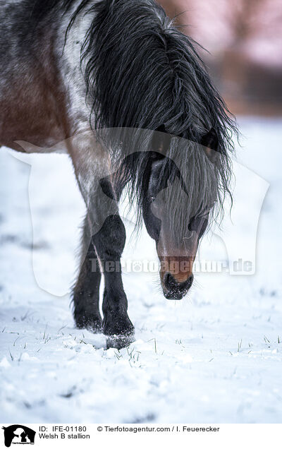 Welsh B stallion / IFE-01180