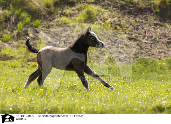 Welsh B / Welsh B / HL-03809
