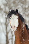 Welsh B in the snow