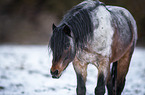Welsh-B stallion