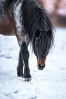 Welsh B stallion