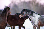 Welsh B Ponys