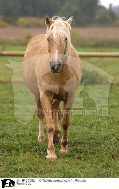 Welsh Cob auf der Koppel / Welsh Cob / IP-00552