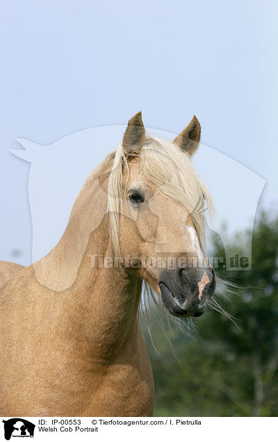 Welsh Cob im Portrait / Welsh Cob Portrait / IP-00553