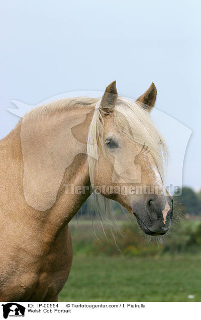 Welsh Cob im Portrait / Welsh Cob Portrait / IP-00554