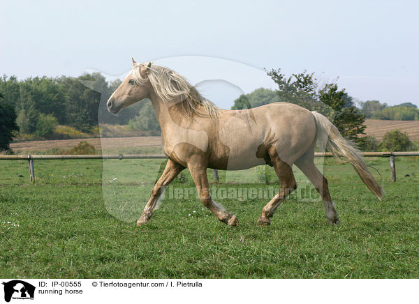 Welsh Cob im Trab / running horse / IP-00555