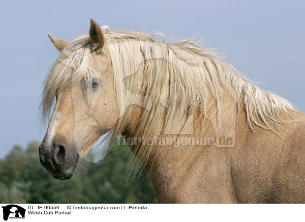 Welsh Cob im Portrait / Welsh Cob Portrait / IP-00556