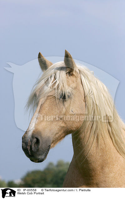 Welsh Cob im Portrait / Welsh Cob Portrait / IP-00558
