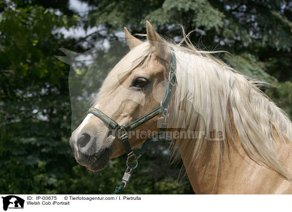 Welsh Cob im Portrait / Welsh Cob iPortrait / IP-00675