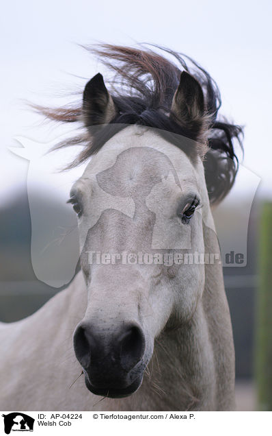 Welsh Cob / Welsh Cob / AP-04224