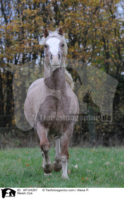 Welsh Cob / AP-04261