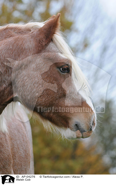 Welsh Cob / AP-04276
