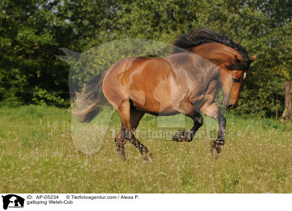 galloping Welsh-Cob / AP-05234