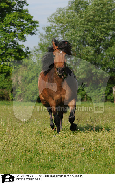 trabender Welsh-Cob / trotting Welsh-Cob / AP-05237