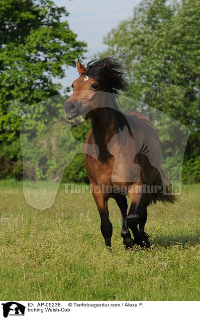 trabender Welsh-Cob / trotting Welsh-Cob / AP-05238