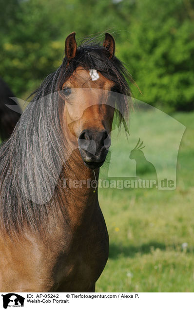 Welsh-Cob Portrait / Welsh-Cob Portrait / AP-05242