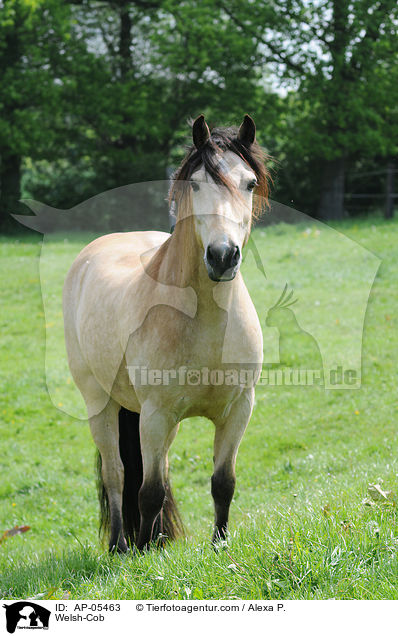 Welsh-Cob / Welsh-Cob / AP-05463