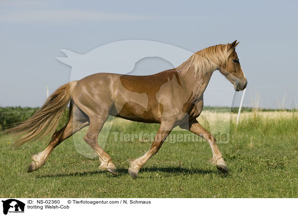 trotting Welsh-Cob / NS-02360
