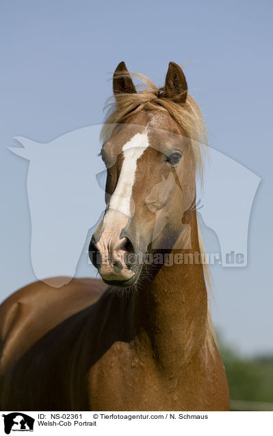 Welsh-Cob Portrait / NS-02361