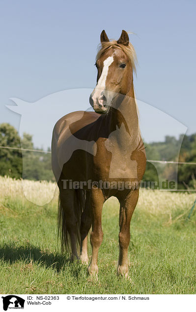 Welsh-Cob / Welsh-Cob / NS-02363
