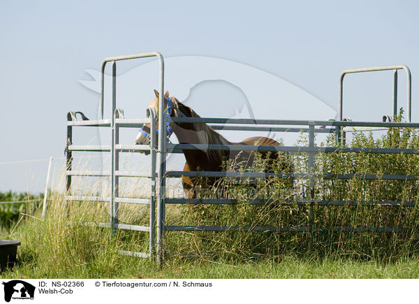 Welsh-Cob / Welsh-Cob / NS-02366