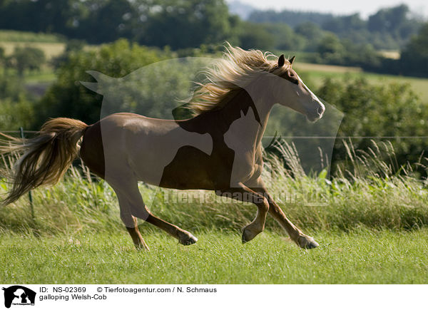galloping Welsh-Cob / NS-02369