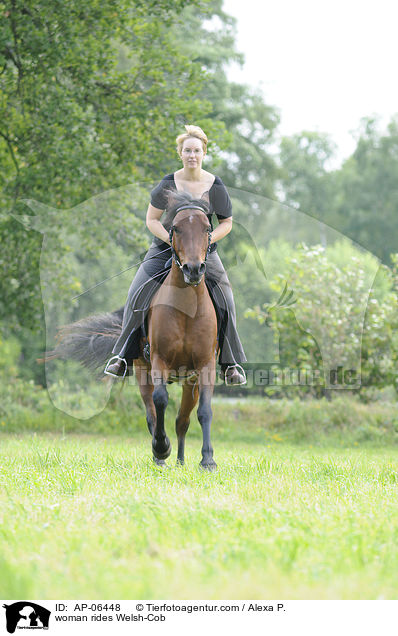 Frau reitet Welsh-Cob / woman rides Welsh-Cob / AP-06448